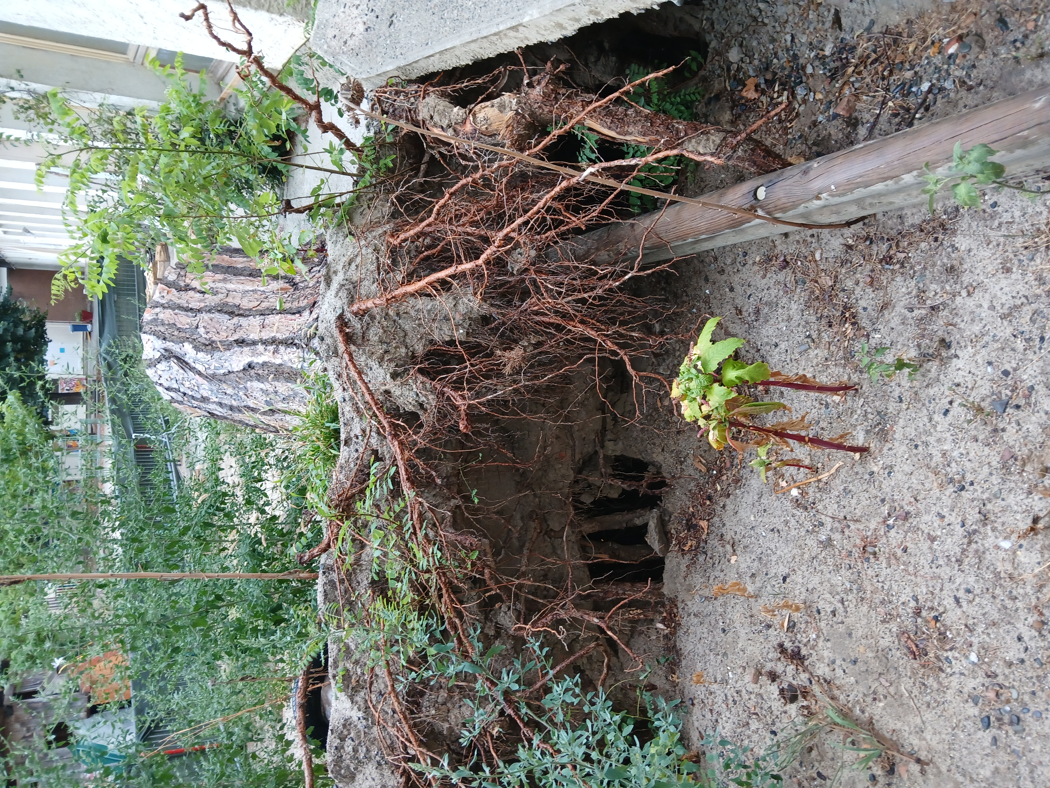 Service de dessouchage et extraction de souches d'arbres à Toulouse